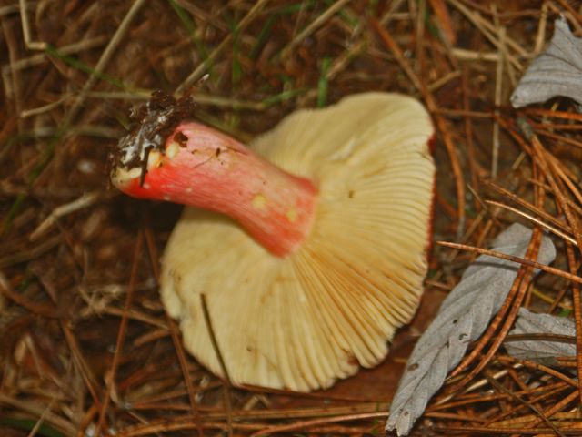 Russula xerampelina